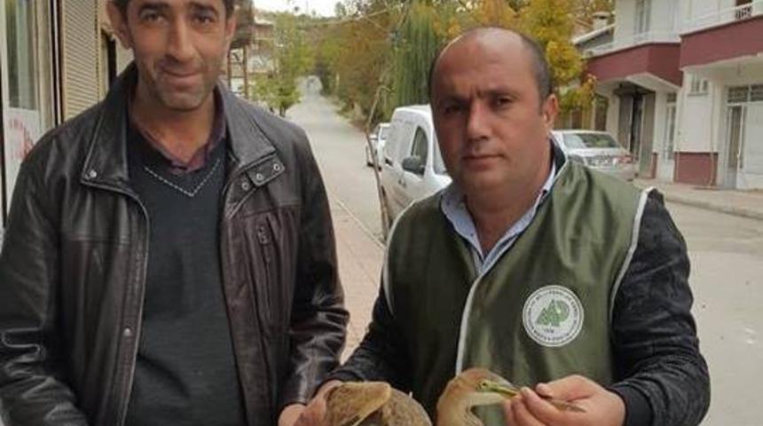 Erguvani Balık&ccedil;ıl Kuşu tedavi altına alındı