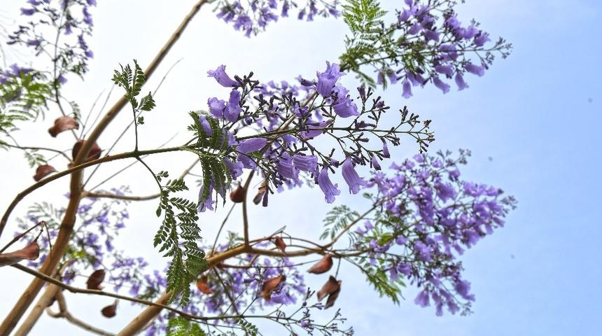 Jakarandalar yeniden &ccedil;i&ccedil;ek a&ccedil;tı