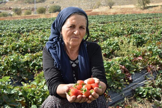Hüyük'ten çilek ihracatı