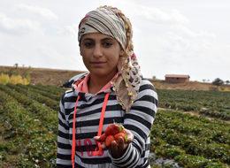 Hüyük'ten çilek ihracatı