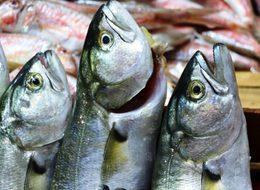 Denizlerin prensi lüfer 70 liraya tezgahlarda