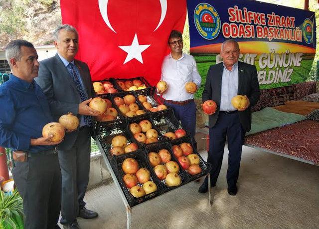 Tescilli Keben Nar'ı hasadı başladı