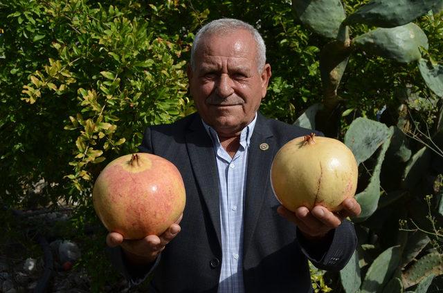 Tescilli Keben Nar'ı hasadı başladı