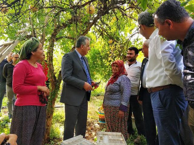 Tescilli Keben Nar'ı hasadı başladı