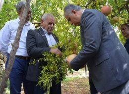 Tescilli Keben Nar'ı hasadı başladı