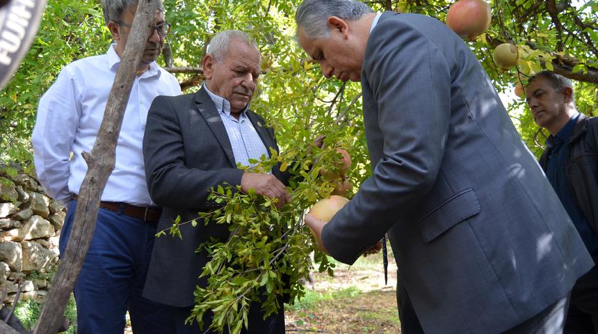 Tescilli Keben Nar'ı hasadı başladı