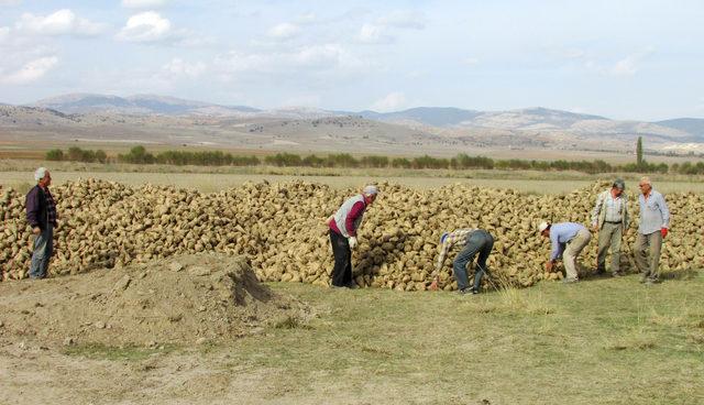 Pancar üreticisi alımın hızlanmasını ve fiyat iyileştirmesi bekliyor