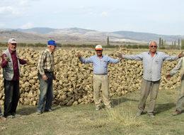 Pancar üreticisi alımın hızlanmasını ve fiyat iyileştirmesi bekliyor
