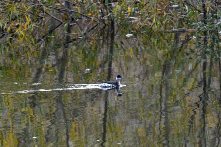 Eşsiz güzellik! Doğa fotoğrafçıları buraya akın etti G2