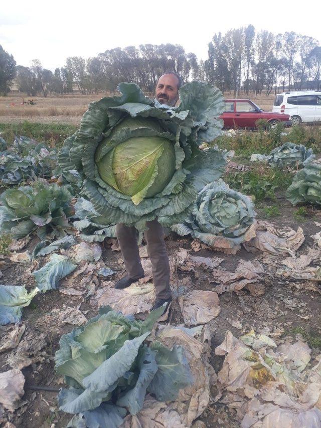 Yozgat’ın organik dev lahanaları görenleri şaşırtıyor