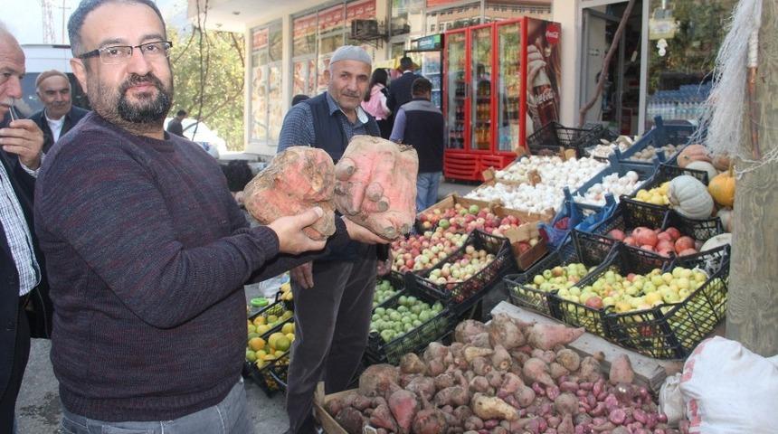 Şeker pancarının bir k&ouml;k&uuml; 8 kiloya ulaştı