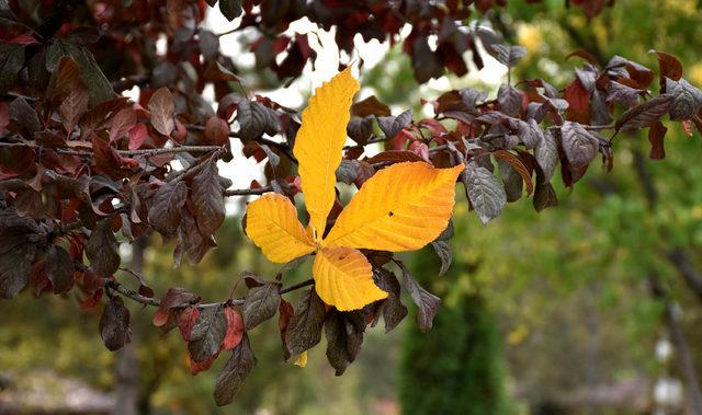 Sivas ta mesire alanında sonbahar g&uuml;zelliği 2