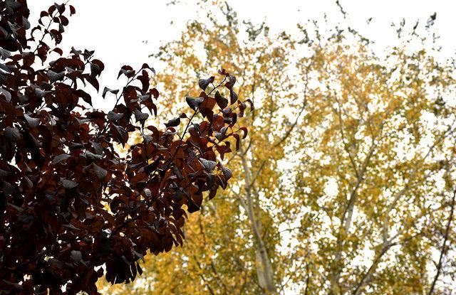 Sivas ta mesire alanında sonbahar g&uuml;zelliği 3