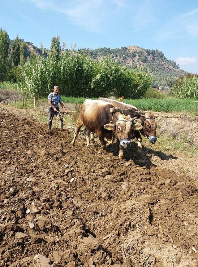 Aydın’da boğalar daha fazla para etmesi için eğitilmeye başlandı