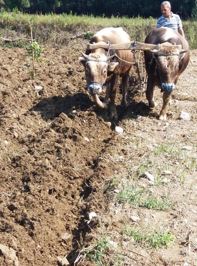 Aydın’da boğalar daha fazla para etmesi için eğitilmeye başlandı