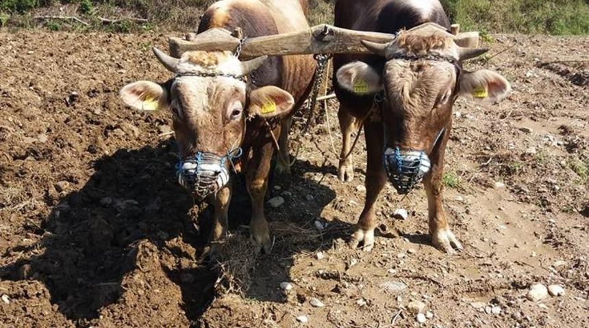 Aydın’da boğalar daha fazla para etmesi için eğitilmeye başlandı