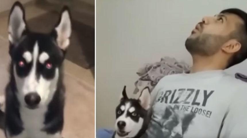 Köpeğine suni teneffüs yaptı, ölümden döndü!