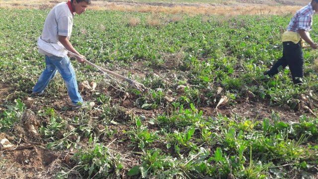 Yazıhan Ovasında pancar hasadı başladı