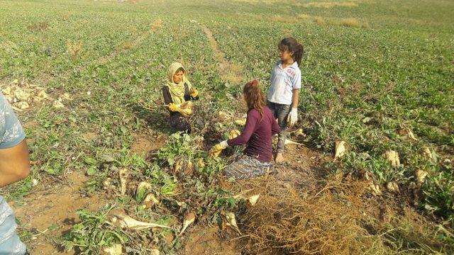 Yazıhan Ovasında pancar hasadı başladı