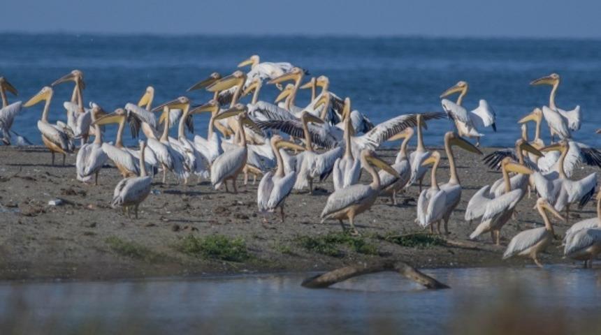 Longozdaki sonbahar göçü böyle görüntülendi. Ortaya çıkan eşsiz manzaraya görülmeye değer!