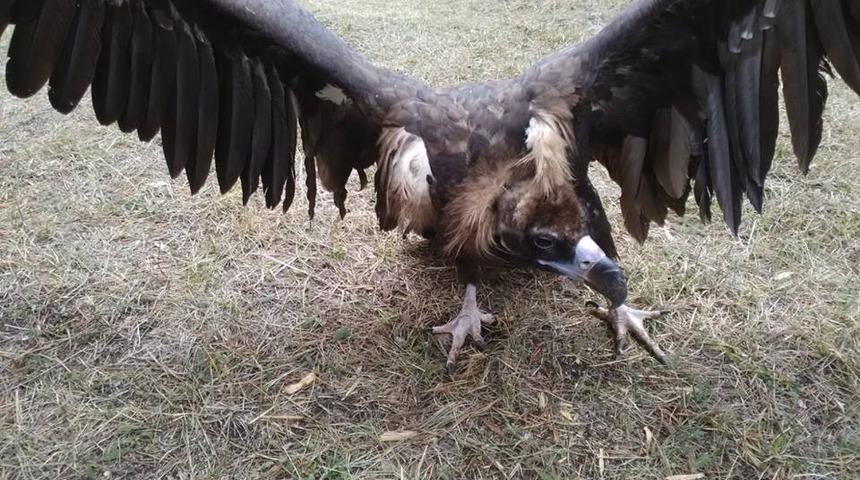 Sarıkamış’ta bulunan Kara Akbaba emin ellerde