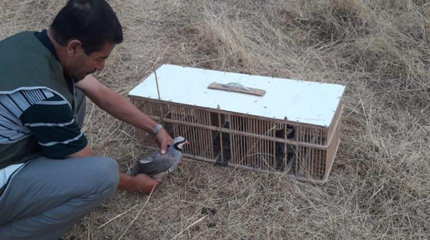 Van&rsquo;da 83 keklik doğaya bırakıldı