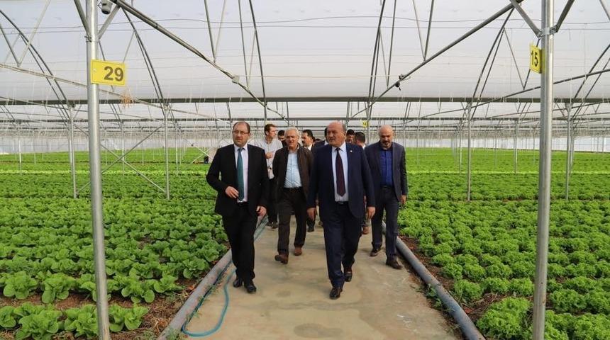 Erzincan Milletvekili Karaman sera işletmesini ziyaret etti