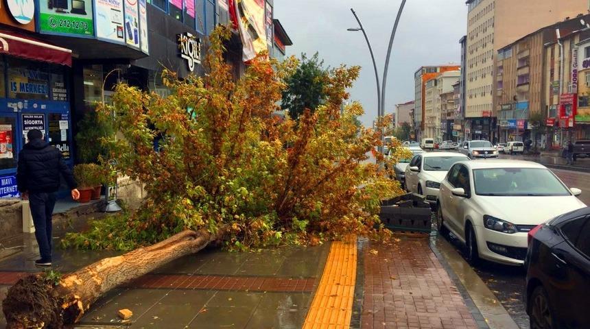 Muş&rsquo;ta şiddetli r&uuml;zgar ağacı devirdi