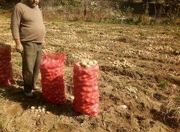 Sarımsaklı suyla patates verimini artırdı