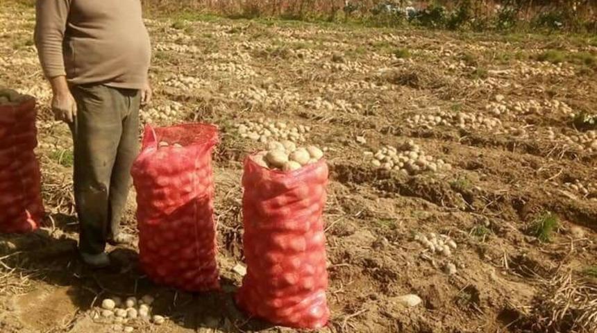 Sarımsaklı suyla patates verimini artırdı