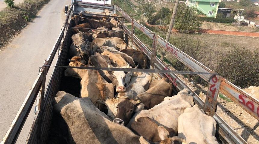 Sağlık raporsuz hayvan sevkıyatına ceza yağdı