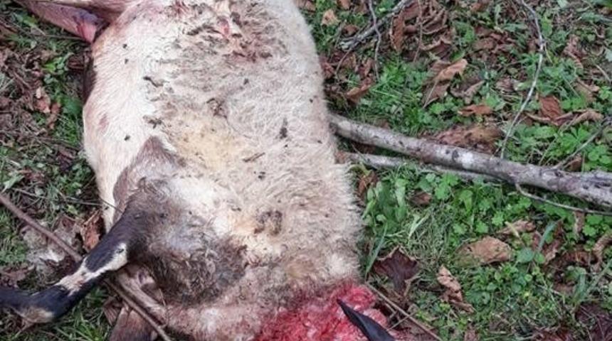 A&ccedil; kalan k&ouml;pekler koyunlara saldırdı