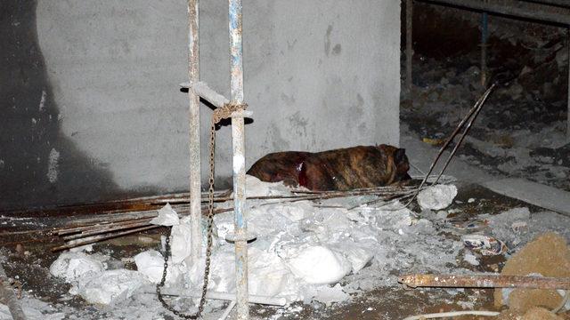 Yoldan geçen köpeğe saldıran köpeği bıçakladı