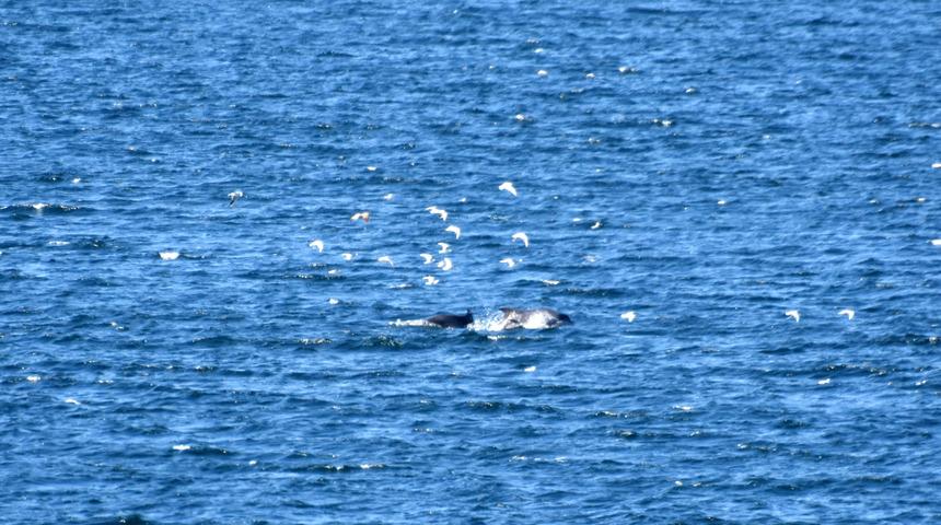 Boğazda martı ve yunusların balık kapma yarışı