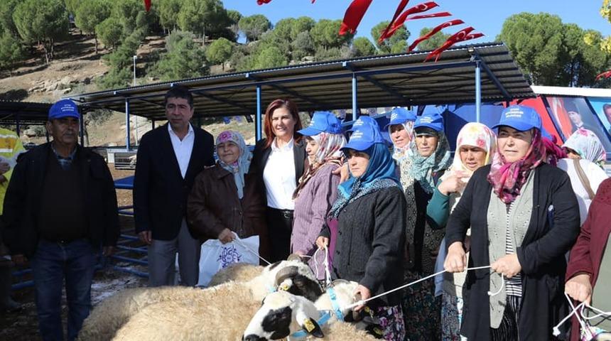 Aydın Büyükşehir Belediyesi 70 aileye sakız koyunu hibe etti