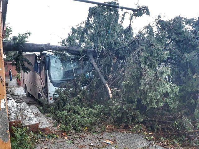 Ceyhan'da şiddetli yağış, ağaçları devirdi