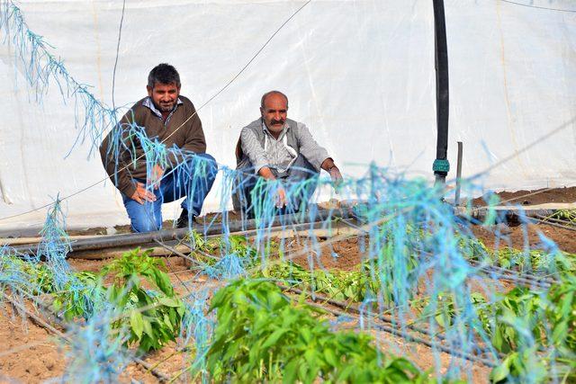 Mersin'de sağanak ve fırtına, domates ile biber seralarını vurdu