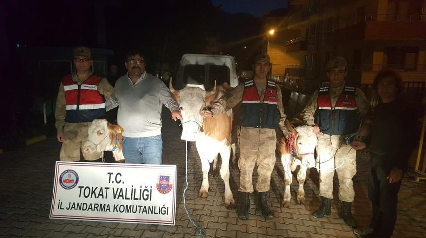 B&uuml;y&uuml;kbaş hayvan hırsızları ka&ccedil;amadı