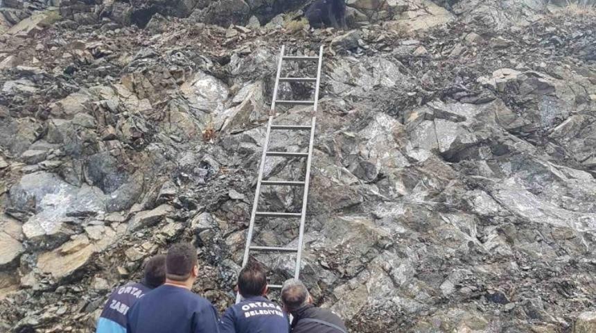 Mahsur kalan k&ouml;peği zabıta ekipleri kurtardı