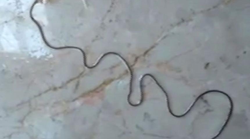 Sivaslı muhtar buldu! Köylüler şaşkın! Öldürüp kaçıyor