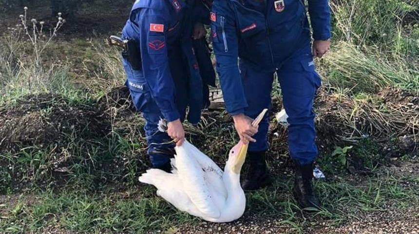 Jandarma bu kez pelikan yakaladı