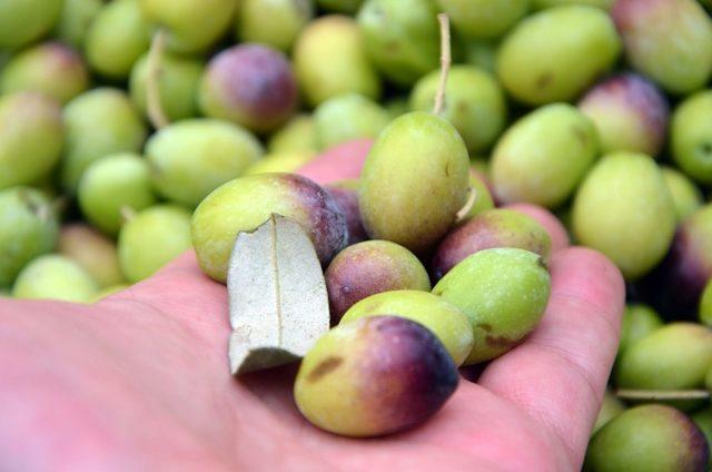 Kilis’te sofralık zeytin piyasada