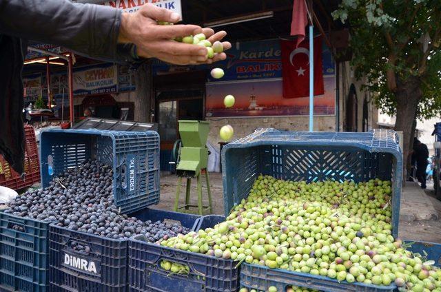 Kilis’te sofralık zeytin piyasada