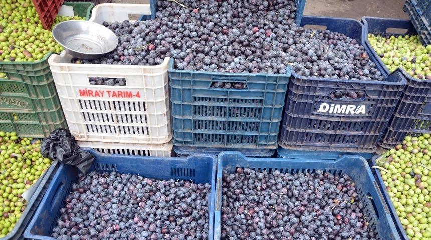 Kilis&rsquo;te sofralık zeytin piyasada