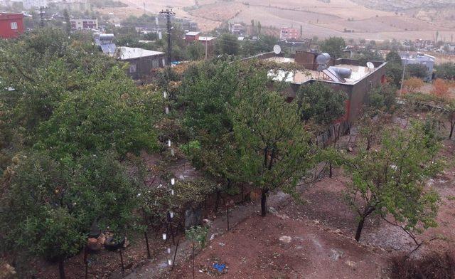 Siirt’te sağanak yağış ekinlere zarar verdi