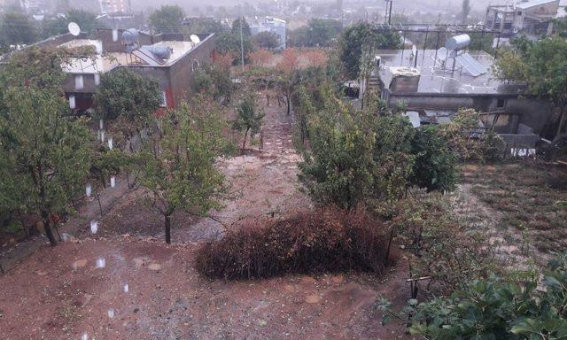 Siirt’te sağanak yağış ekinlere zarar verdi