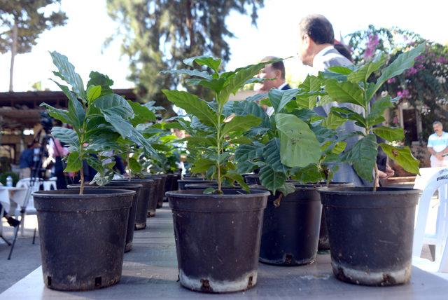 Mersin'de artık kahve üretilecek