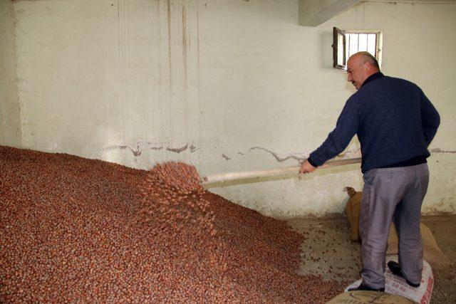 Fındık üreticisi açıklanan fiyattan memnun