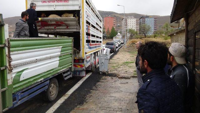 Gercüş’te genç çiftçilere küçükbaş hayvan dağıtıldı