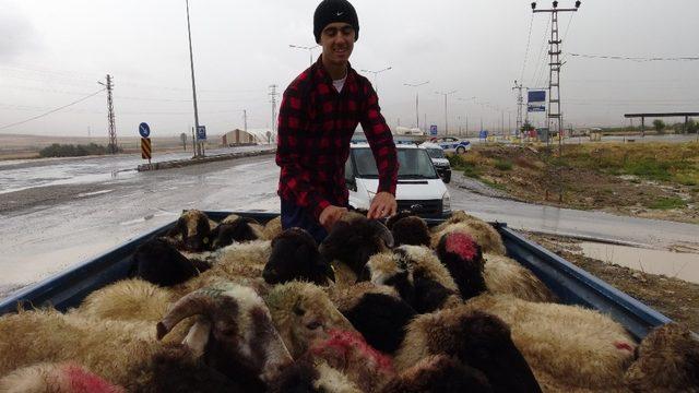 Gercüş’te genç çiftçilere küçükbaş hayvan dağıtıldı